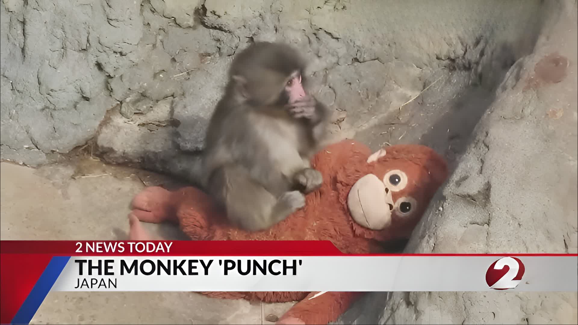 PUNCH MONKEY 🐒 HUG FIGHT
