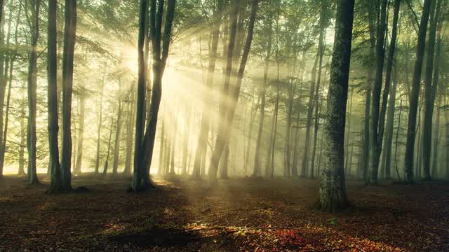 arbol selep
