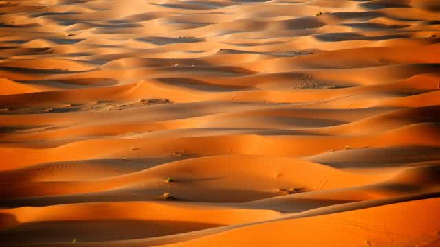 Dune Royal