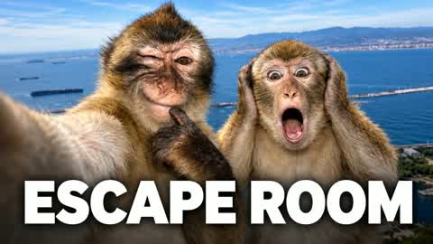 🙈 Shook Monkeys Escape Room