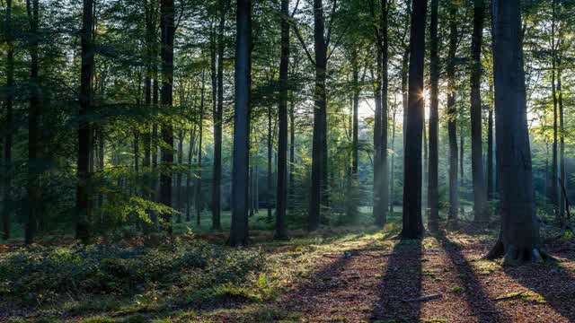 Hide & seek woods