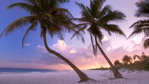 STX PARADISE RP 🌴🥥