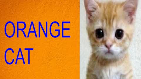 STARE AT ORANGE CAT