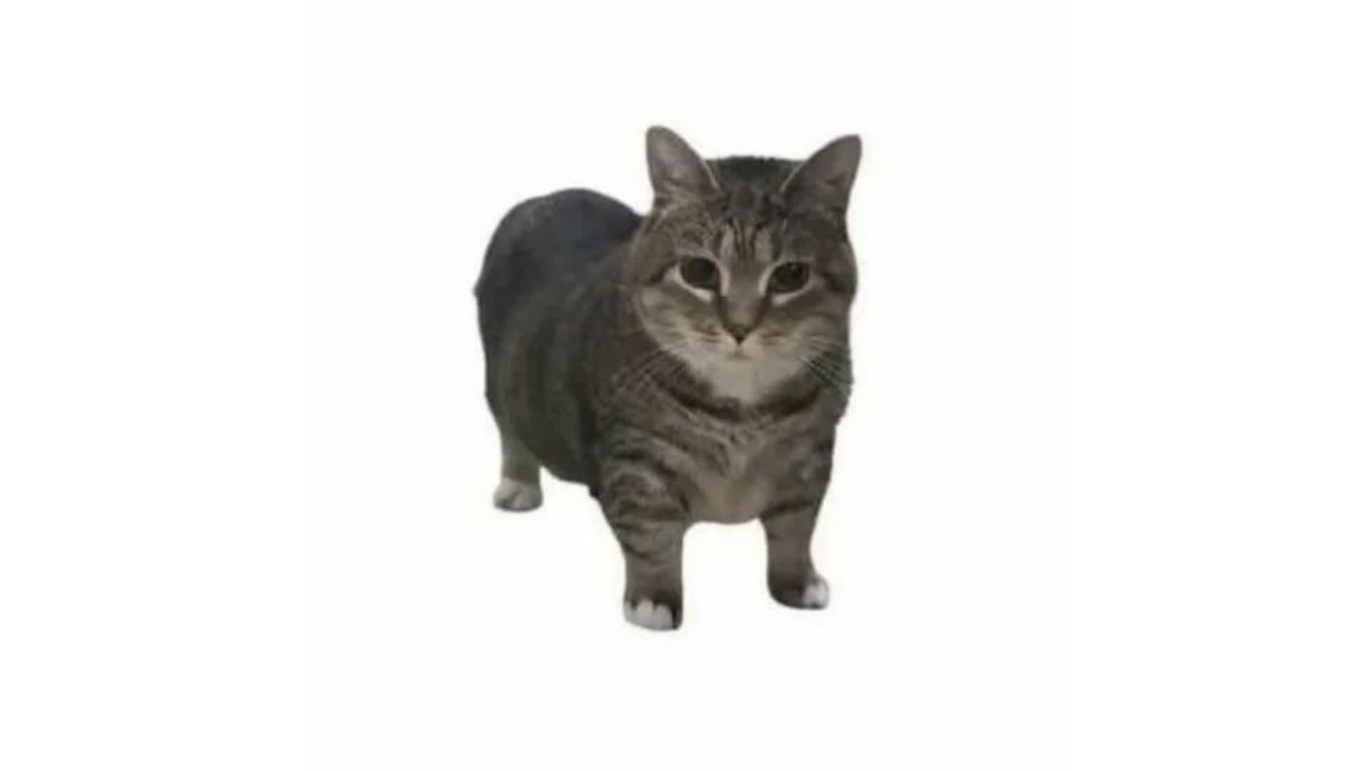 猫ミーム様 ポケカ2枚 まみむめも🐈 on X: 