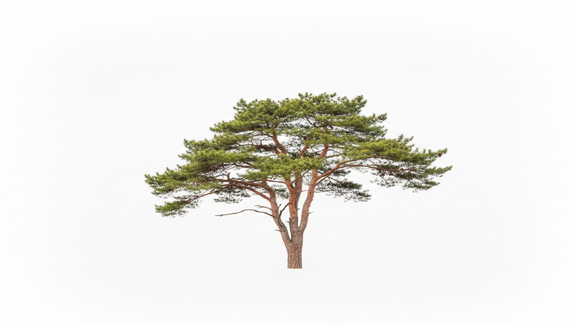 uma árvore no meio do nada