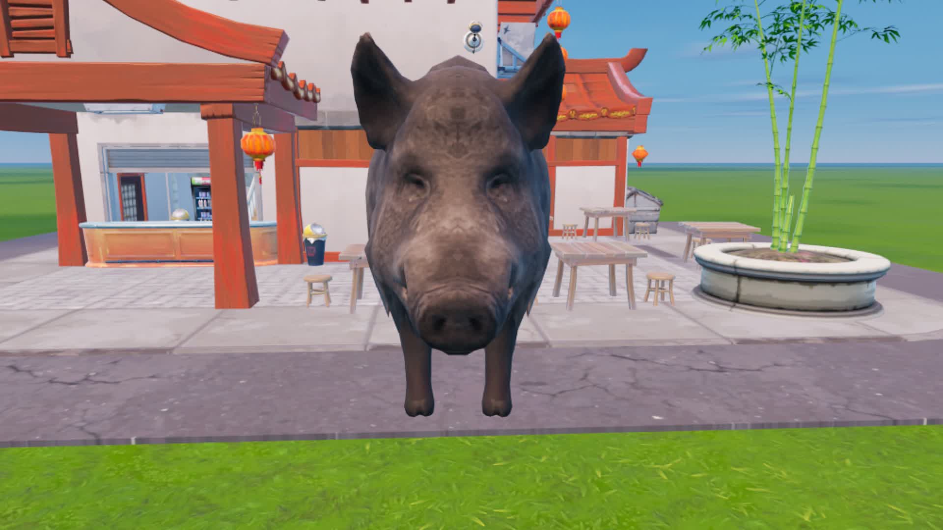 MEET NICE WILD BOAR
