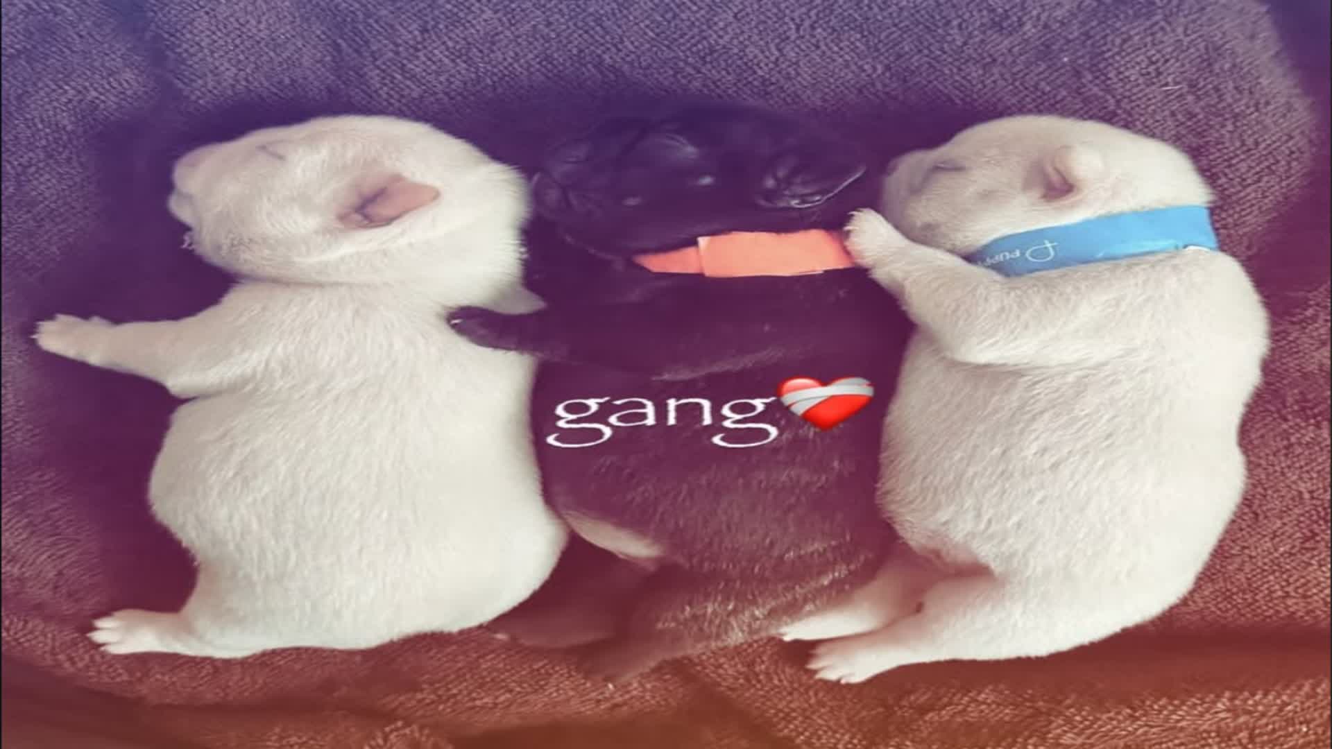 PIBBLE FFA 2.0