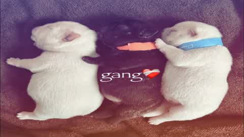 PIBBLE FFA 2.0