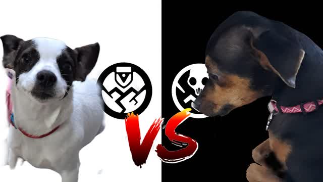 CadellaWhite Sofia VS CadellaBlack Star