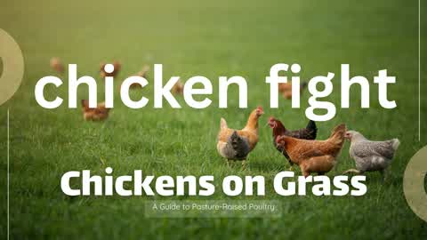 CHICKEN FIGHT