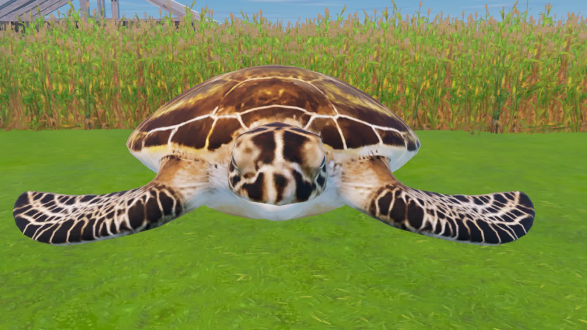 MEET TURTLE SEA