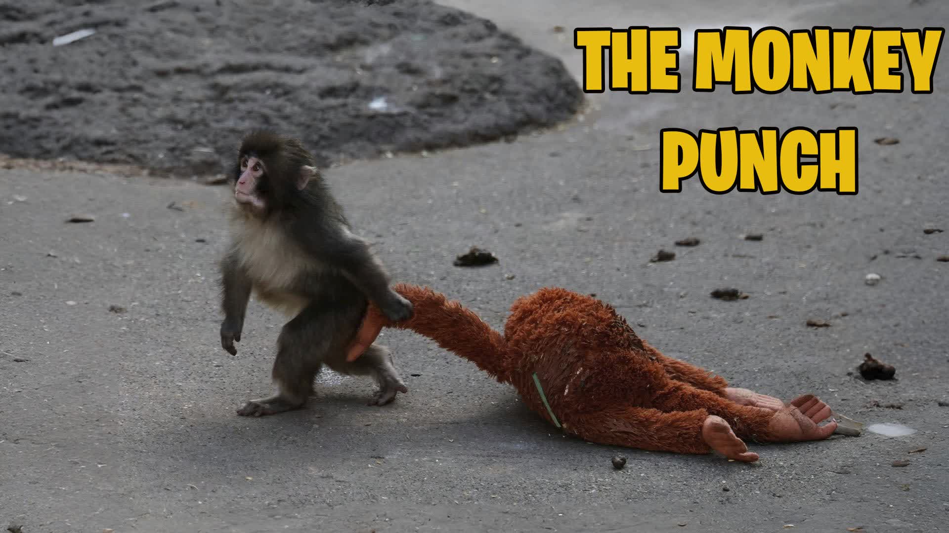 PUNCHI MONKEY 🐵🇯🇵 JAPAN HUG