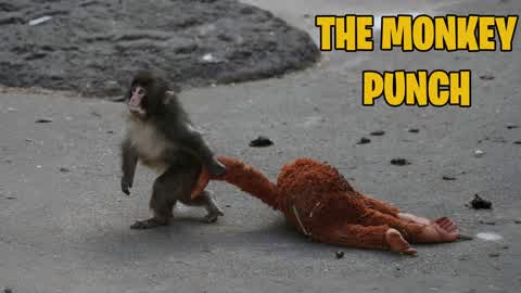 PUNCHI MONKEY 🐵🇯🇵 JAPAN HUG