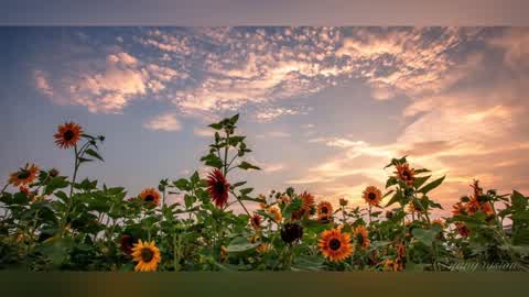 Memory Meadows [Replay]