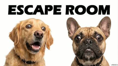 67 IQ DOGS 🧠 ESCAPE ROOM