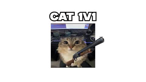 CAT 1V1🐈