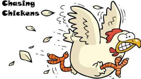 Chasing Chickens