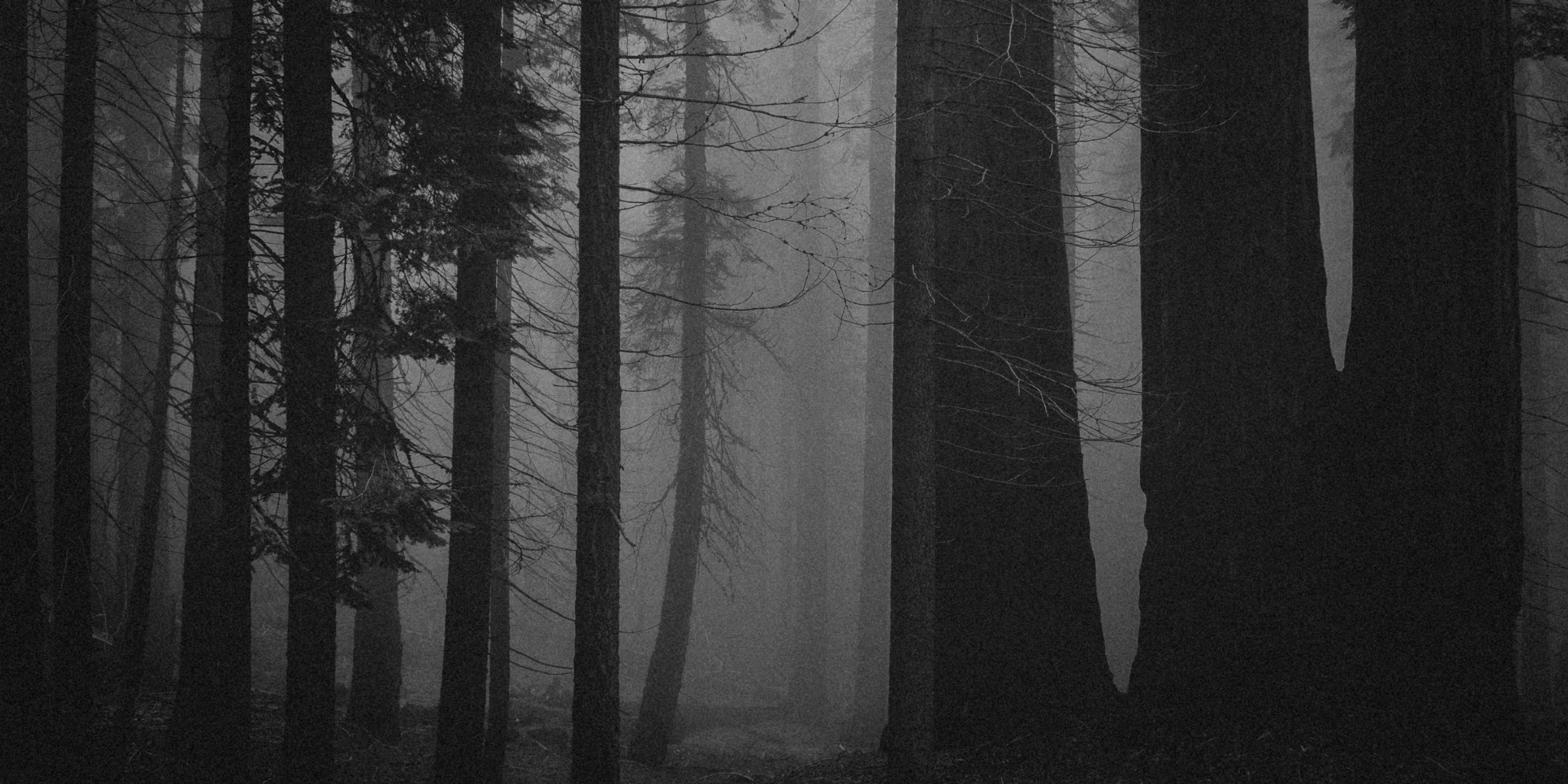 ESCAPE THE WOODS (HORROR) FIRST PERSON
