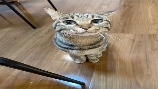 Comprehensible, Ordinary Entity